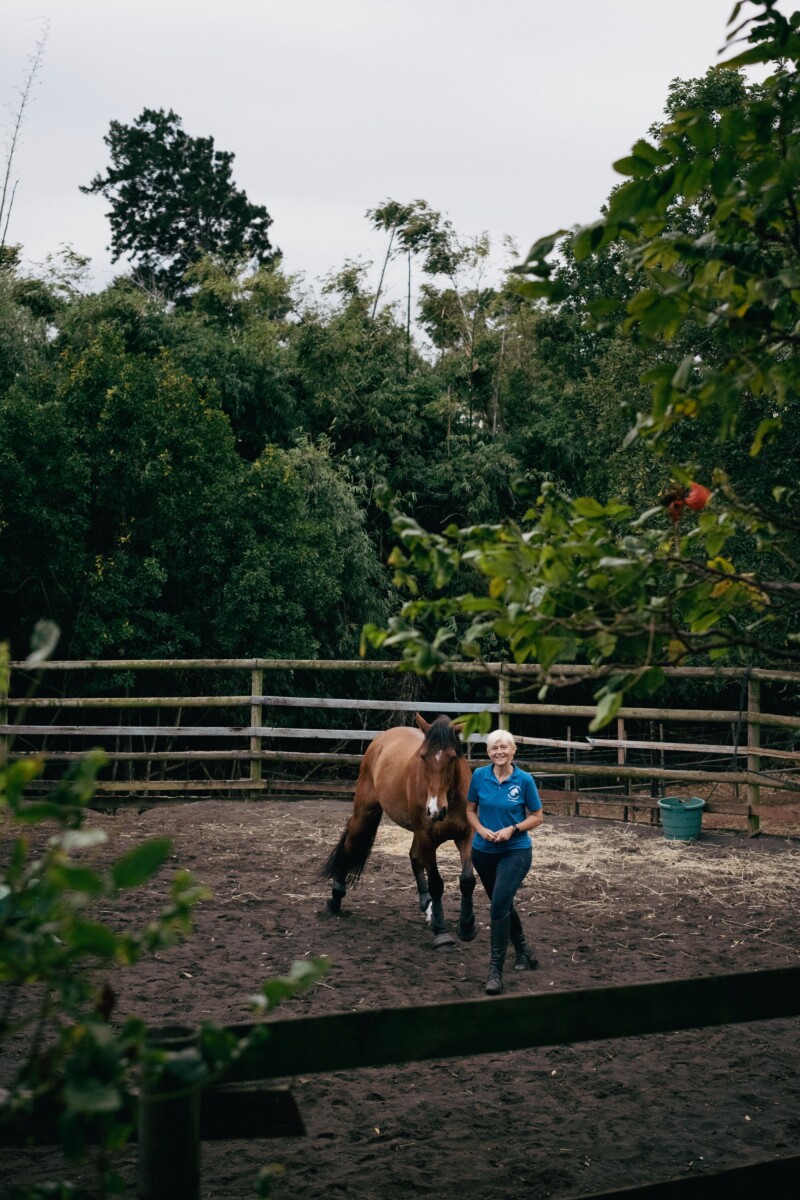 philippon_actoi_horses_150